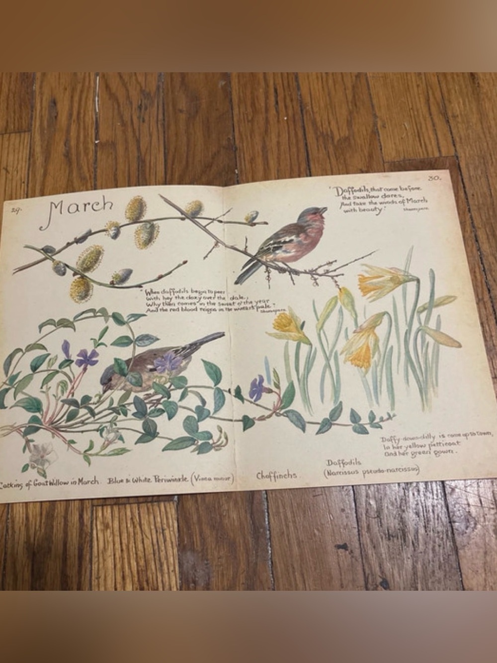 1977 Vintage Botanical March Print with Birds and Daffodils 14”x9”